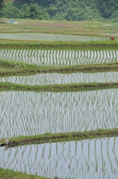 すなだ米　コシヒカリ